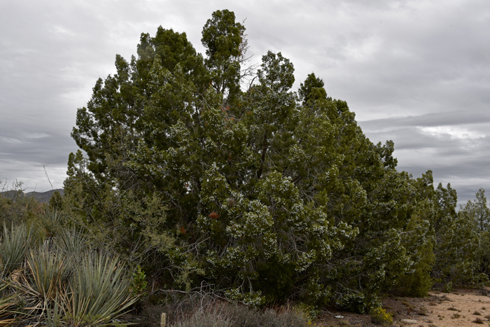 California Juniper grows in elevations ranging from 150 to 4,500 feet in elevation. Elevation wise, it is one of the lowest growing Junipers in the southwest. Juniperus californica